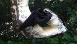 ثعبان ضخم يبتلع أكبر خفاش في العالم.. فيديو صادم