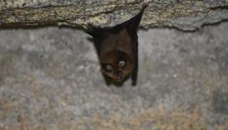 الخفاش الروسي مصدر فيروس "خوستا 2" الجديد