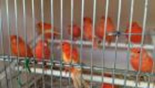 بعد 214 عاما من التغريد.. باريس تكتب شهادة وفاة "سوق الطيور"