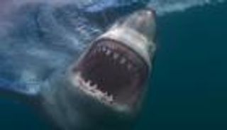 سمكة قرش تخطف سيدة.. سحبتها تحت الماء في غمضة عين