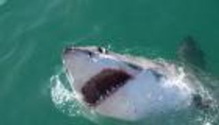 هجوم مميت.. سمكة قرش تقتل امرأة في جنوب أفريقيا