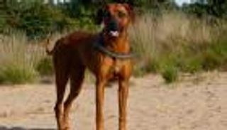 110 آلاف عضة حيوان في الجزائر خلال 2021.. كم عدد الوفيات؟