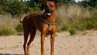 كل من النوع الشرس - أرشيفية