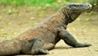 مخلوق يشبه التمساح يثير الذعر في مدينة مصرية