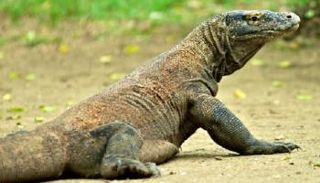 الورل - صورة أرشيفية