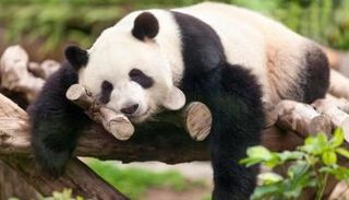 دب باندا عملاق