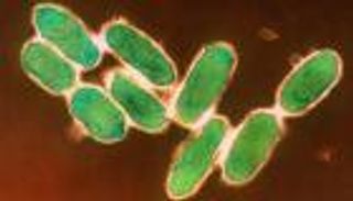 مرض اليرسينيات.. الأعراض وسبل العلاج