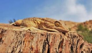 إسرائيل تتهم البرص المصري بخلخلة التوازن البيئي