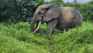 المحميات الطبيعية في غانا