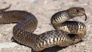 الفيضانات أدت لانتشار الثعابين والعقارب في السودان- أرشيفية