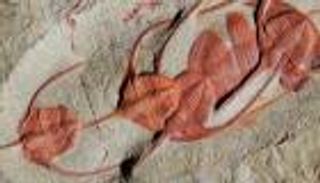 اكتشاف حشرات عملاقة عمرها 470 سنة في المغرب