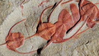 الحفريات تشير لحشرات طولها نحو مترين