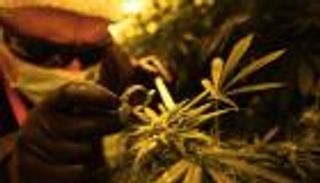 إيطاليا تستعين بالجيش لتحقيق اكتفاء ذاتي من "الحشيش"