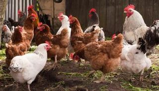 مزرعة دواجن - أرشيفية