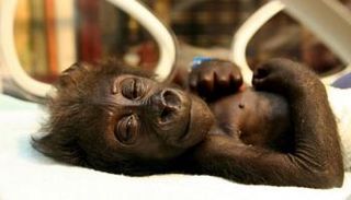 الأم تخلت عن وليدتها بسبب ضعفها الشديد