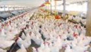 ارتفاع تاريخي في أسعار الفراخ بمصر.. مَن المسؤول عن الأزمة؟