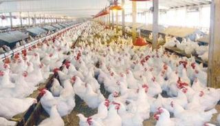 ارتفاع أسعار الفراخ في مصر