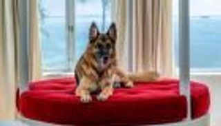 بـ500 مليون دولار.. الكلب "جانثر السادس" أغنى حيوانات العالم