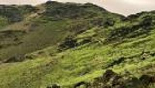 الأخضر يكسو جبال مكة المكرمة بعد أمطار غزيرة (صور وفيديو)