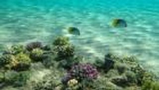 "كوب 15".. اتفاق تاريخي للتنوع البيولوجي اهتم بالشكل على حساب المضمون (خاص)