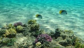 كوب 15 أقر اتفاقية تاريخية للتنوع البيولوجي