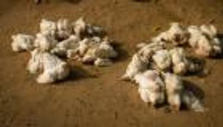 إنفلونزا الطيور تثير رعباً.. خبراء يكشفون "الموقف المصري" (خاص)