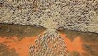 أغنام تحاول الخروج من بوابة صغيرة.. مفاجأة في "الصورة التاريخية"