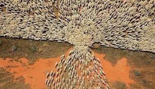 صورة الأغنام المتداولة على مواقع التواصل الاجتماعي 