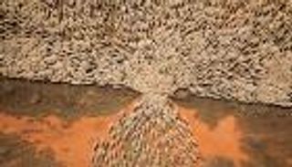 صورة "قطيع الأغنام المثير للجدل" ليست الأولى.. 10 لقطات مذهلة