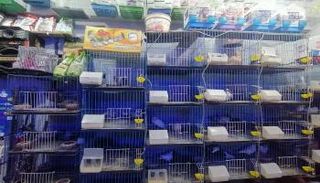 ارتفاع كبير في أسعار حبوب طيور الزينة بمصر