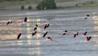 إطلاق المنصة الرقمية لشبكة محميات دبي الطبيعية