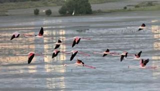 محميات دبي تزخر بالتنوع الحيوي والبيئي