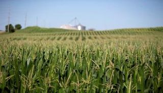 حقل ذرة في إلينوي بالولايات المتحدة - رويترز