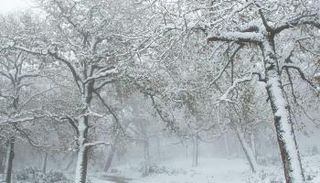 مرتفعات الشمال الغربي التونسي