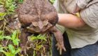 العثور على ضفدع عملاق.. 3 صور لـ"الوحش الأكبر من نوعه" 