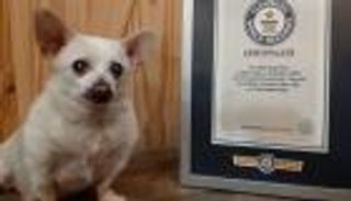 كلب يدخل موسوعة غينيس.. رحلة كفاح استثنائية لـ"سبايك"