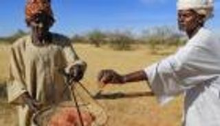 "الصمغ العربي" في خطر بعد تزايد التنقيب عن الذهب بالسودان