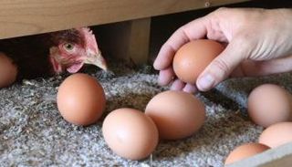 أزمة البيض في العالم