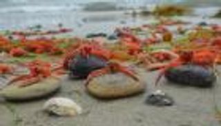 كارثة القشريات على سواحل بريطانيا.. القاتل ما زال مجهولا