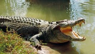 التمساح نقل الطفل للشاطئ ثم اختفى- أرشيفية