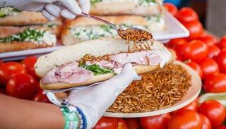 السماح بتناول يرقات الدودة القشرية داخل الاتحاد الأوروبي