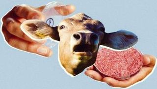 العالم يتجه نحو اللحوم المزروعة - genetic literacy