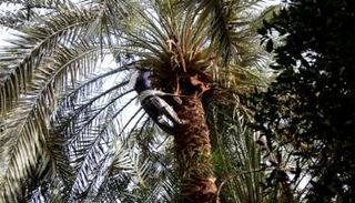 تقليم كل نخلة سنويا ينتج كمية من الجريد تقدر بـ20 جريدة على الأقل