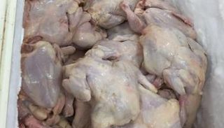 دجاج يظهر عليه علامات الفساد - أرشيفية