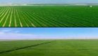 صحراء الجوف "جنة خضراء مذهلة"؟ إليك حقيقة الصور