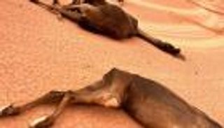 مرض غامض يفتك بـ40 متن إبل في السعودية.. وتحرك رسمي عاجل