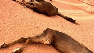 مرض غامض يصيب الإبل في السعودية