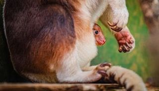 ولادة كنغر من نوع مهدد بالانقراض في حديقة حيوانات بريطانية