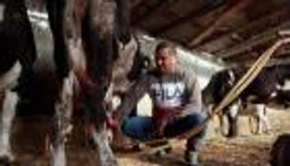 أزمة "حليب" في تونس.. مأساة صناعة أتلفها "العلف"