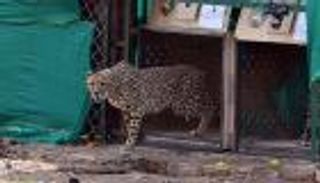 بعد انقراضها في البلاد.. الهند تجلب 100 فهد من جنوب أفريقيا